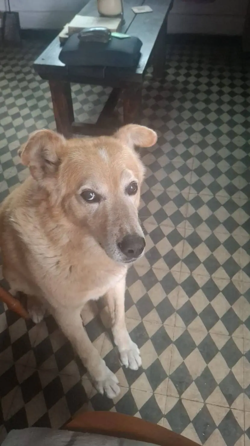 ai character: Chainsaw man background