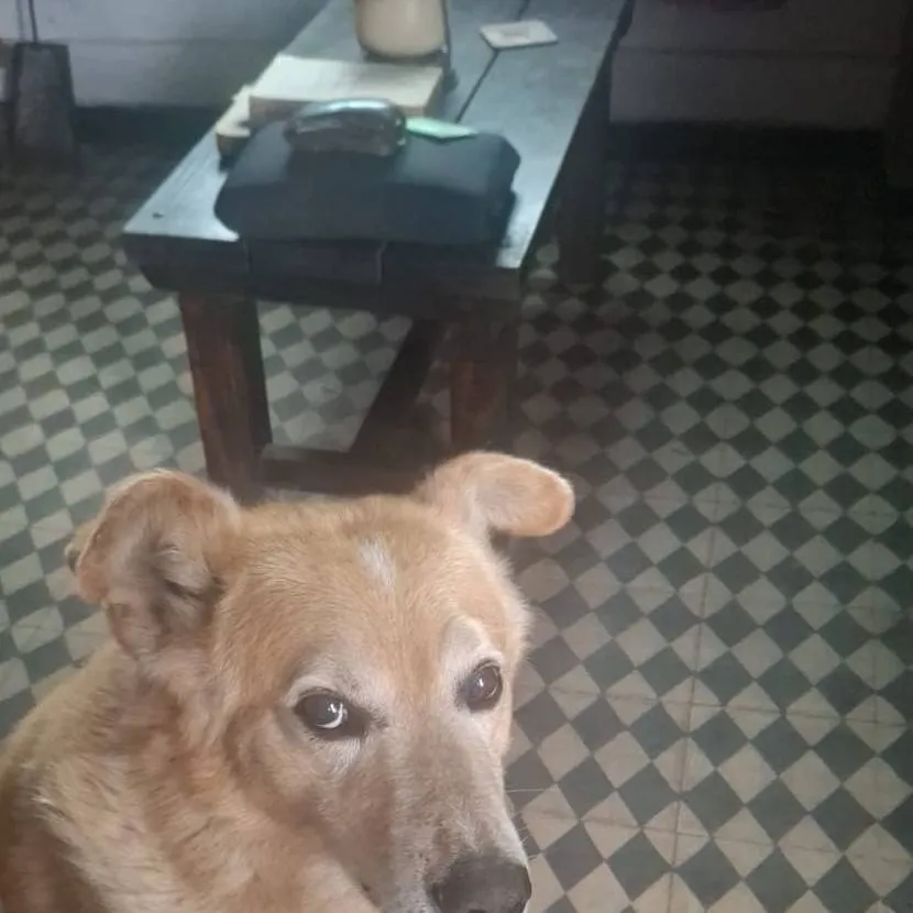 chat with ai character: Chainsaw man