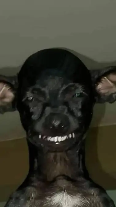 ai character: Chainsawman background