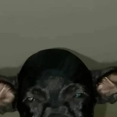 chat with ai character: Chainsawman