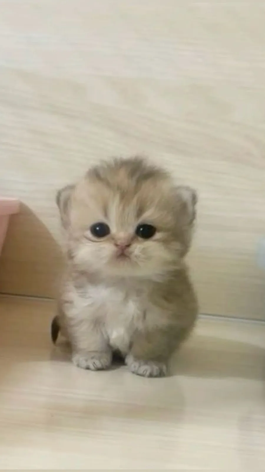 ai character: Kitten background