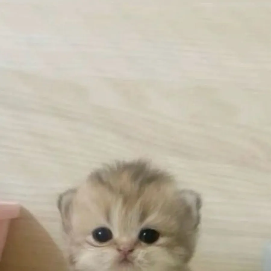 chat with ai character: Kitten
