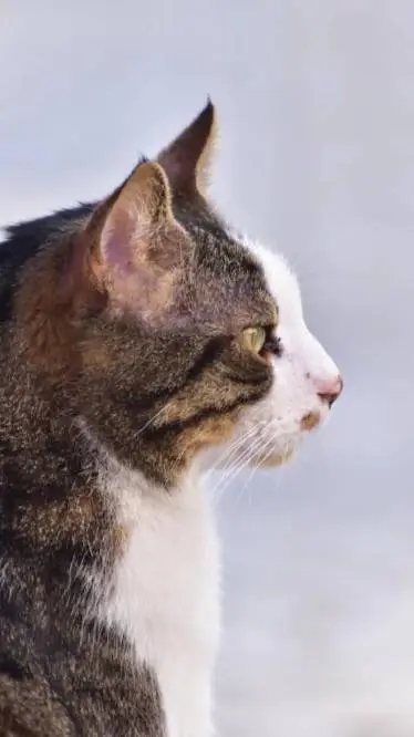 ai character: Warrior cats background