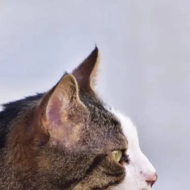 chat with ai character: Warrior cats