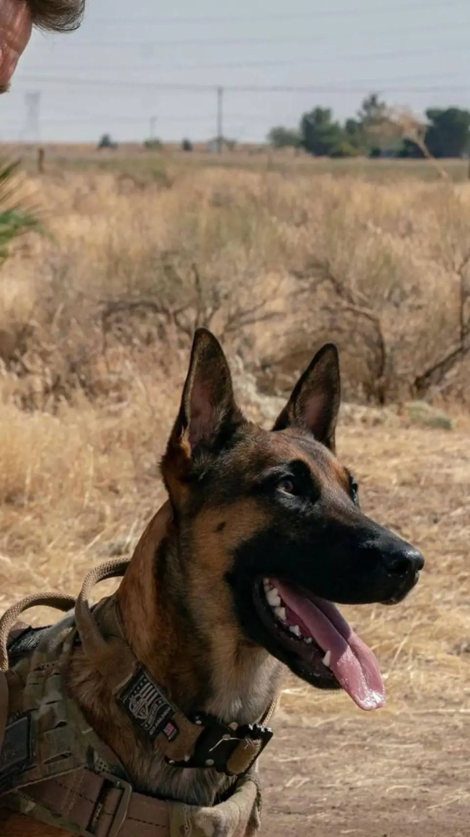 Talkie AI - Chat with Rex