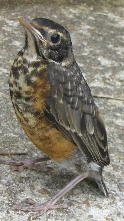 ai character: baby bird background