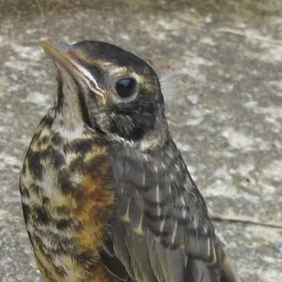 chat with ai character: baby bird