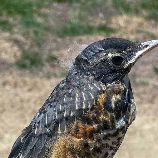 chat with ai character: 🪶baby bird 2!🪶