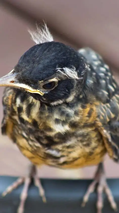 ai character: 🪶 baby bird 4!🪶 background