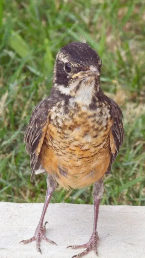 ai character: 🪶 baby bird 6!🪶 background