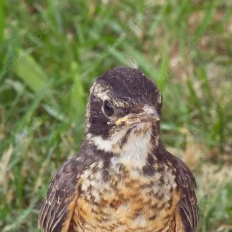 chat with ai character: 🪶 baby bird 6!🪶