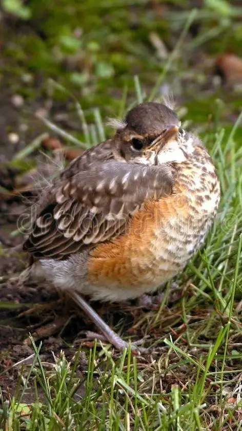 ai character: 🪶 baby bird 7! 🪶 background