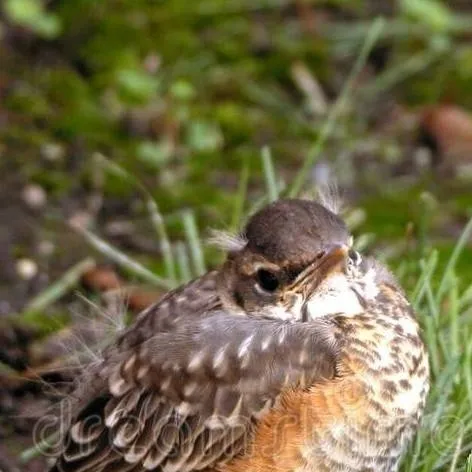 chat with ai character: 🪶 baby bird 7! 🪶