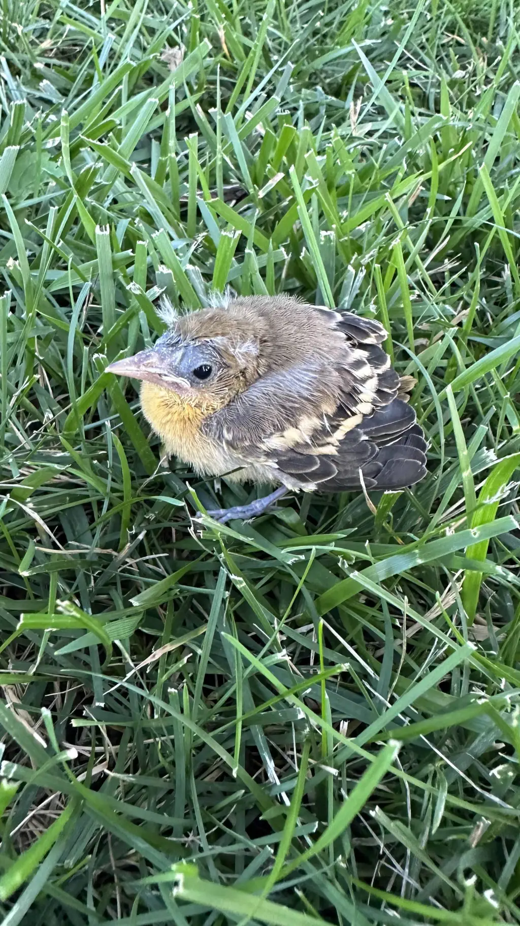 ai character: 🪶🐣baby bird 8!🐣🪶 background