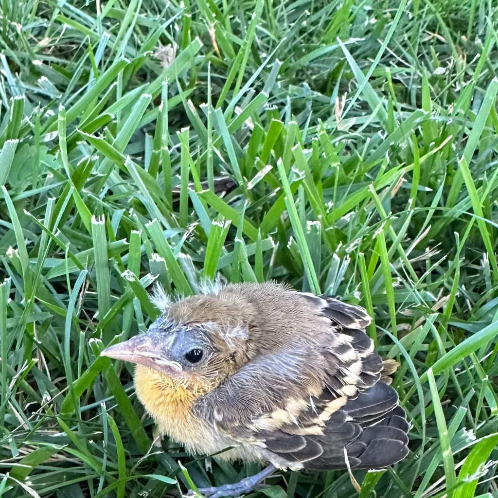 chat with ai character: 🪶🐣baby bird 8!🐣🪶