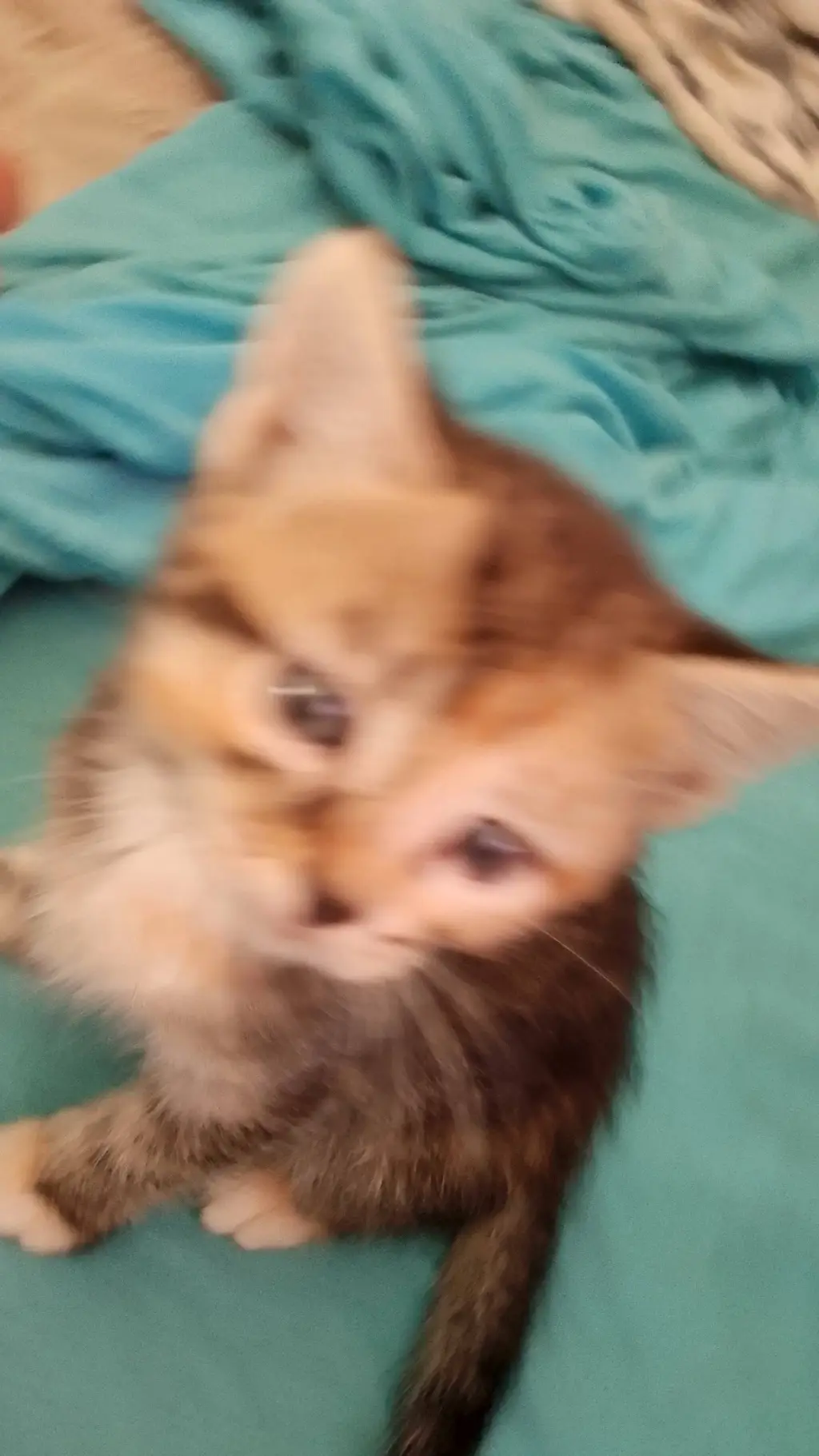 ai character: kitty background