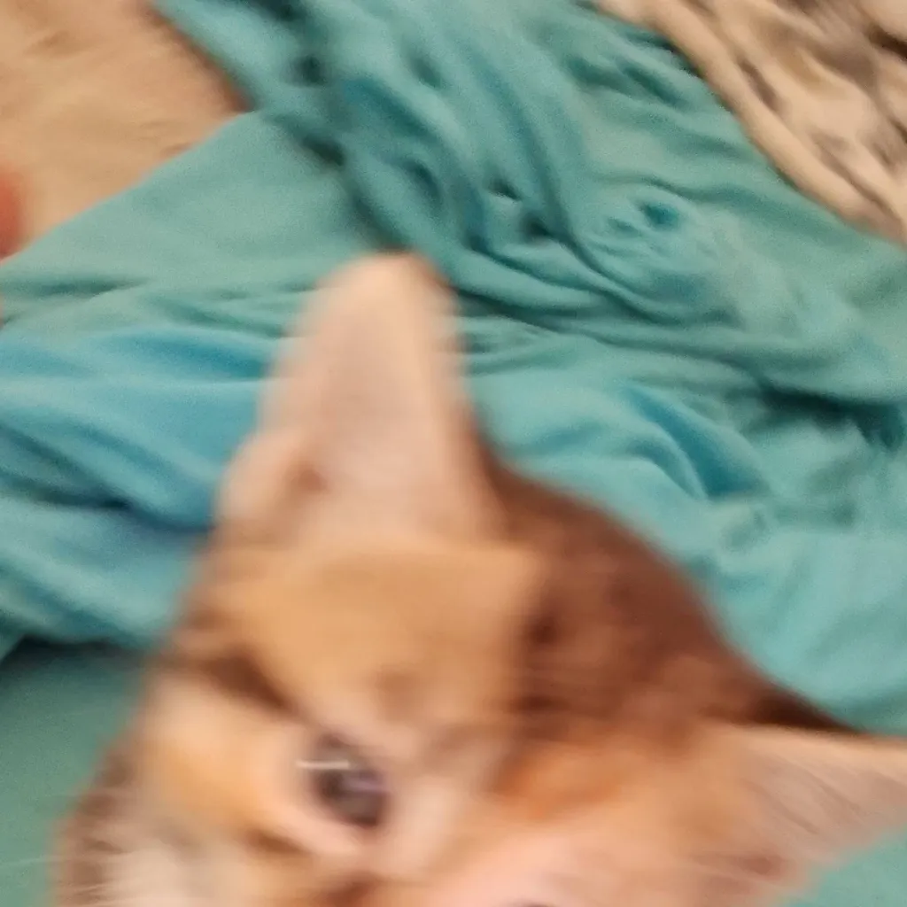 chat with ai character: kitty