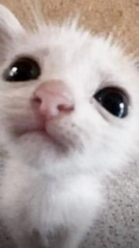 ai character: confused cat background