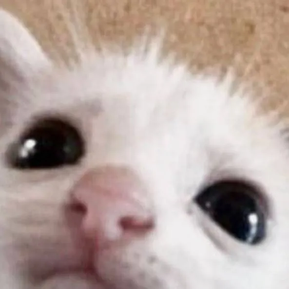 chat with ai character: confused cat
