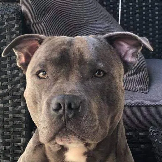 chat with ai character: you dog