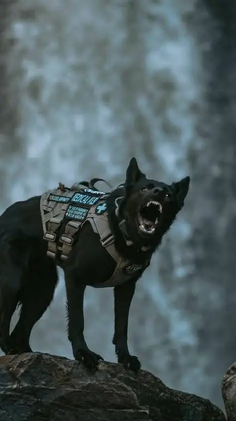 ai character: dogs? background