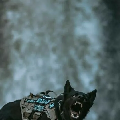 chat with ai character: dogs?