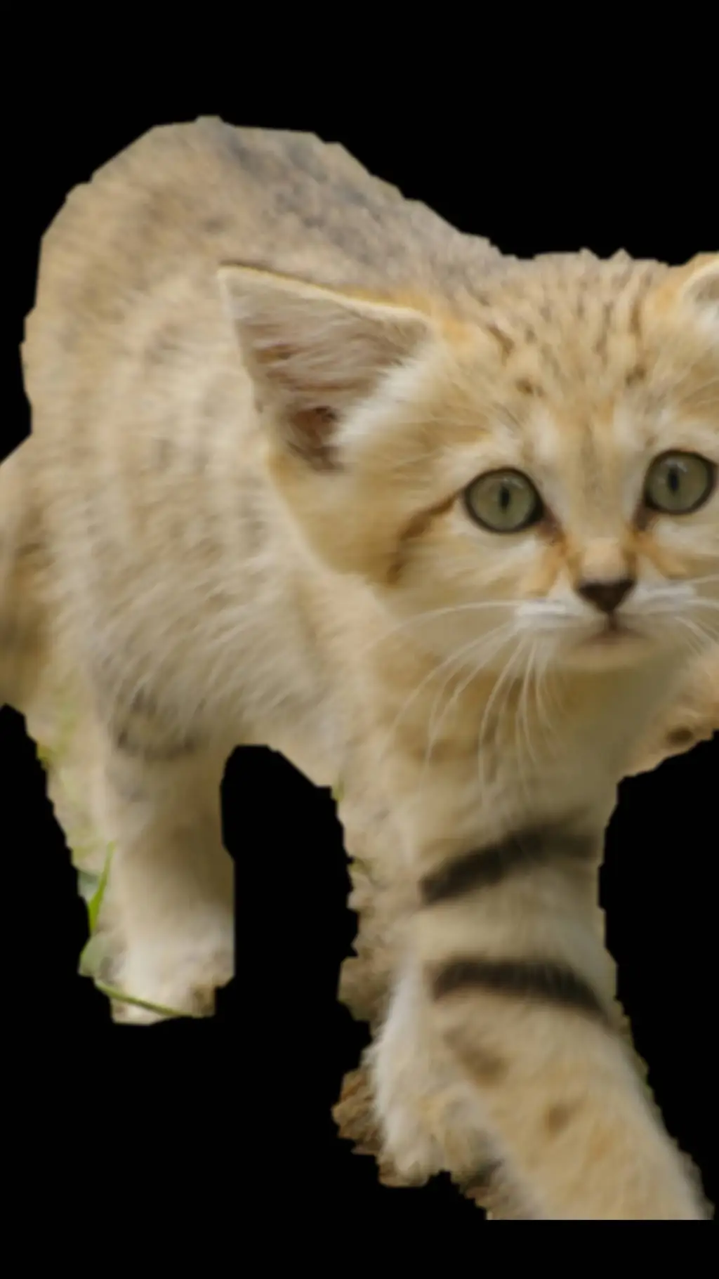 ai character: sand cat  background