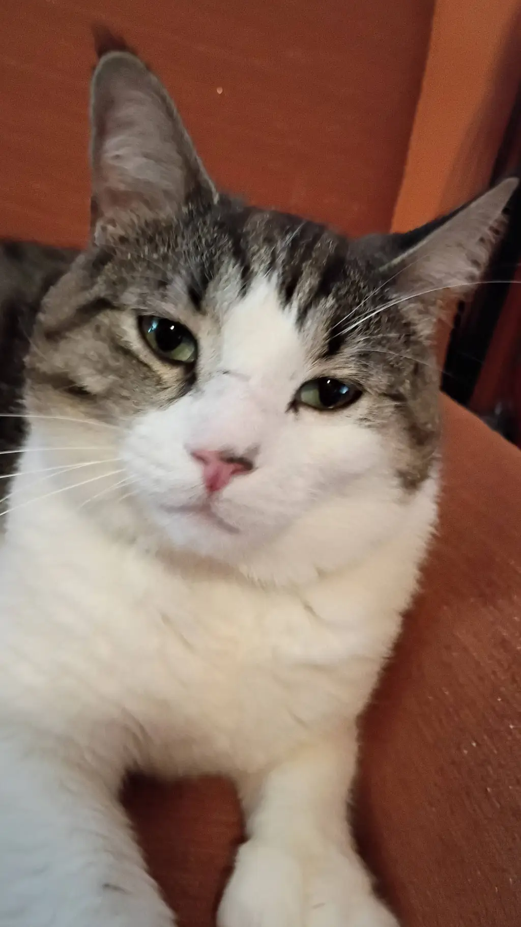 ai character: my cat webbie background