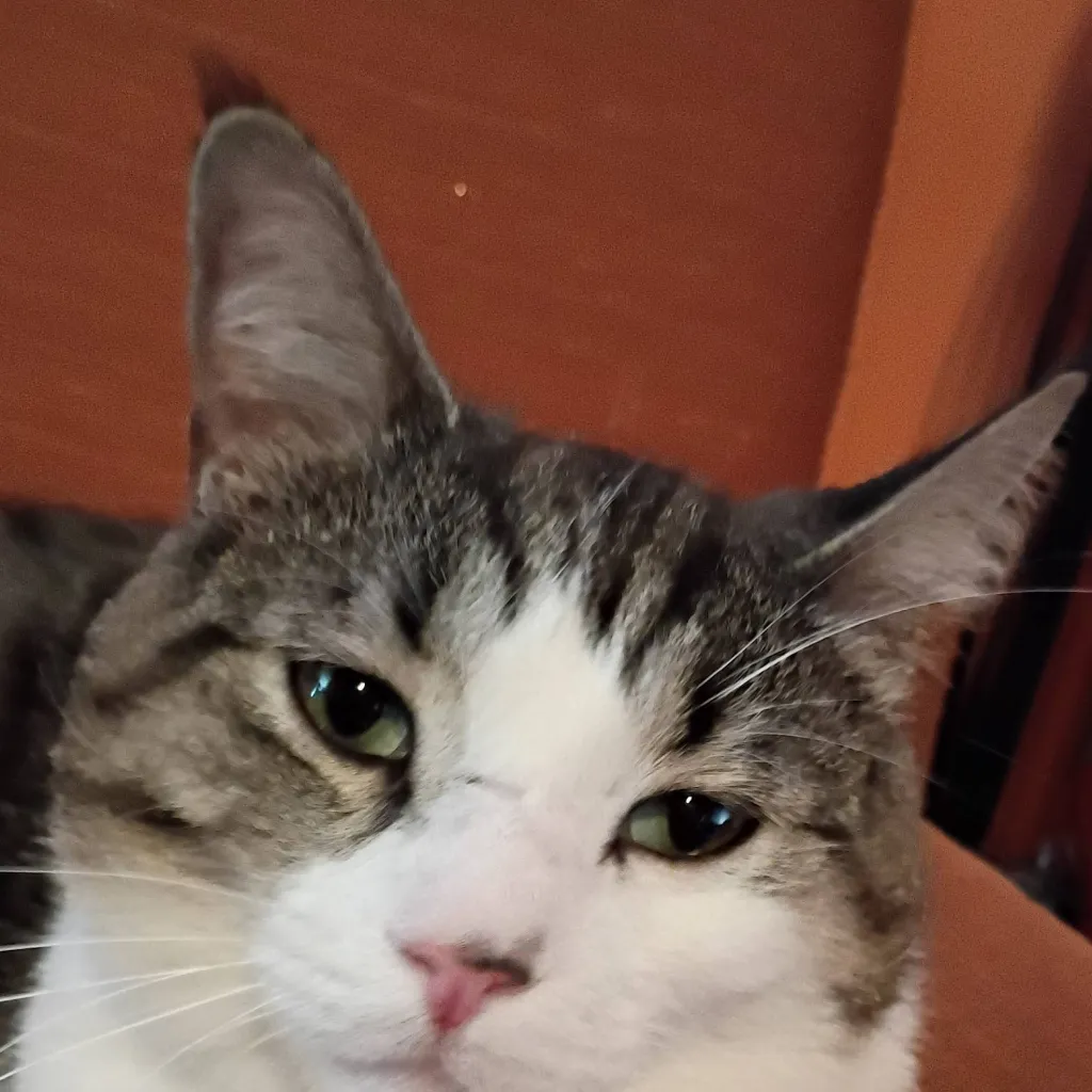 chat with ai character: my cat webbie