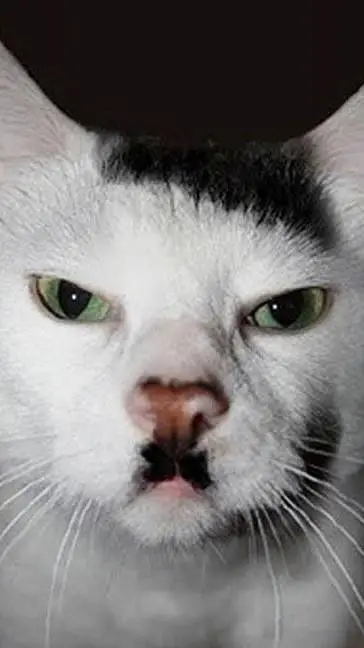 ai character: Hitler gato background