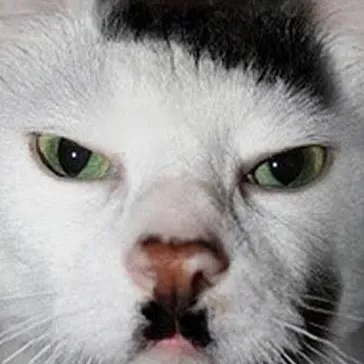 chat with ai character: Hitler gato