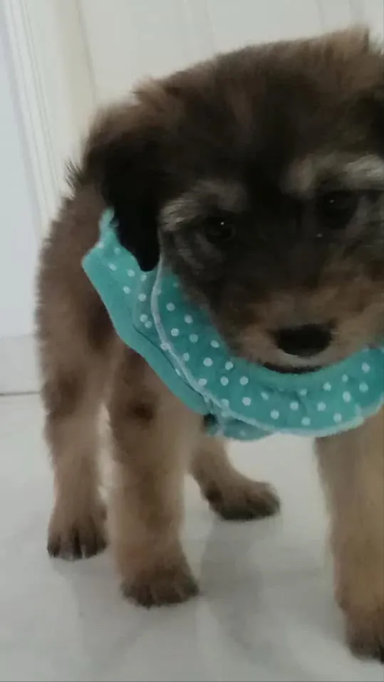 ai character: Ton chien background