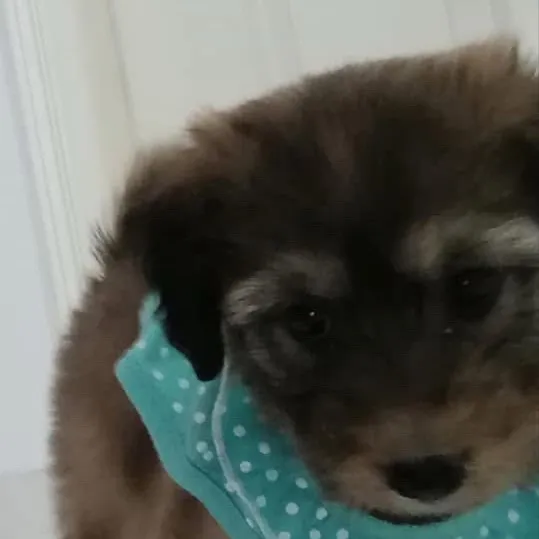 chat with ai character: Ton chien