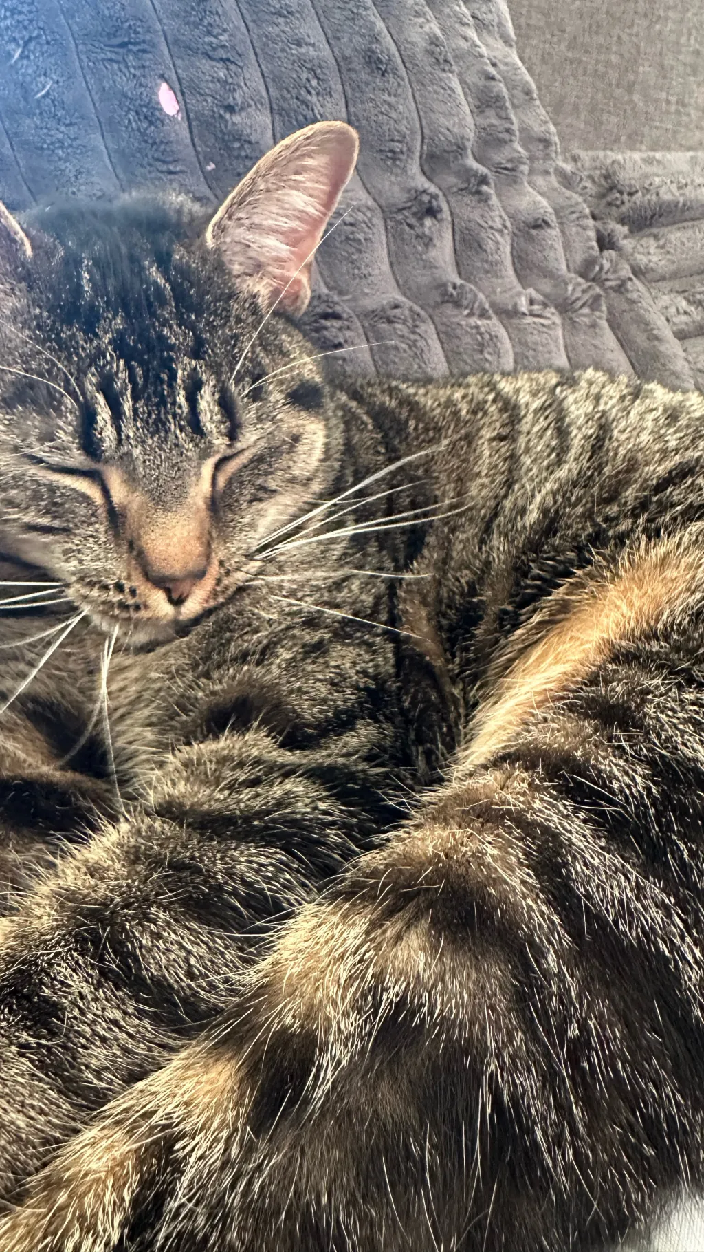 ai character: My cat Azula  background