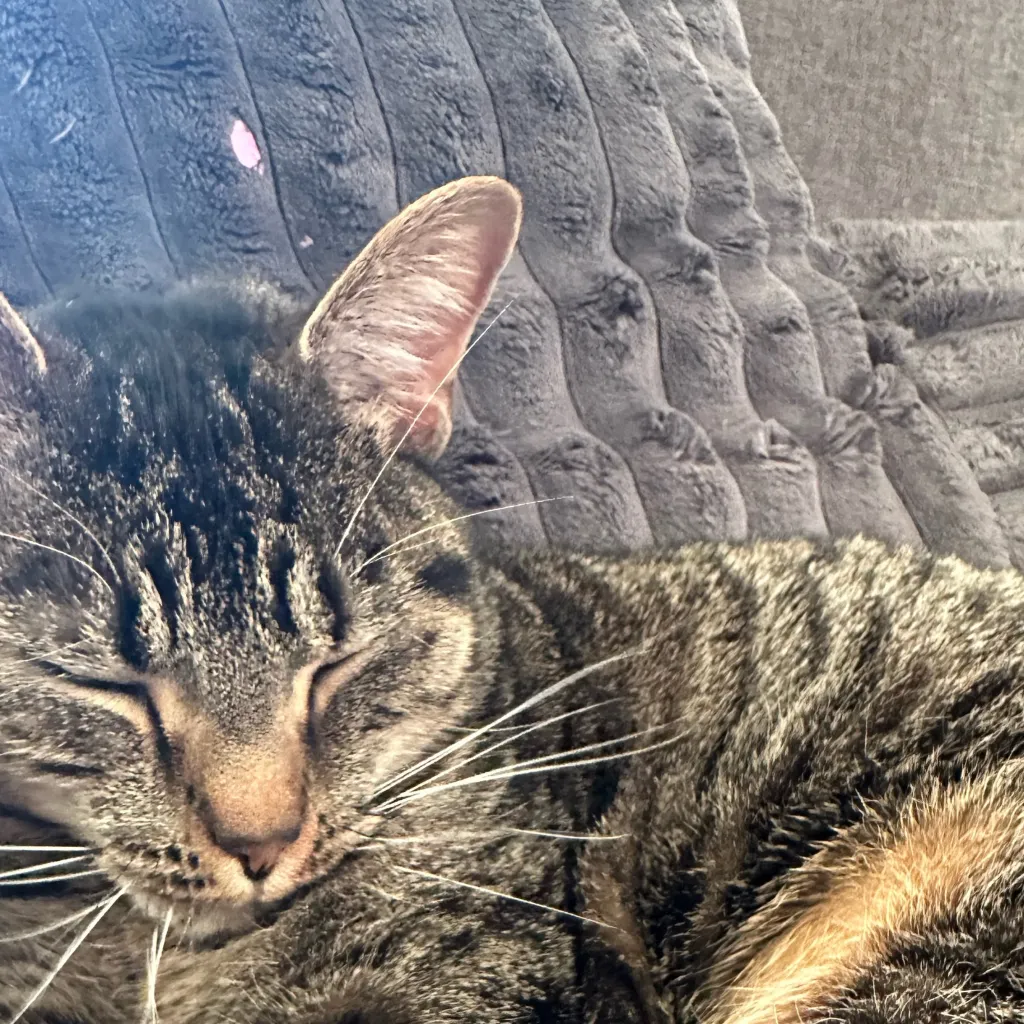 chat with ai character: My cat Azula 