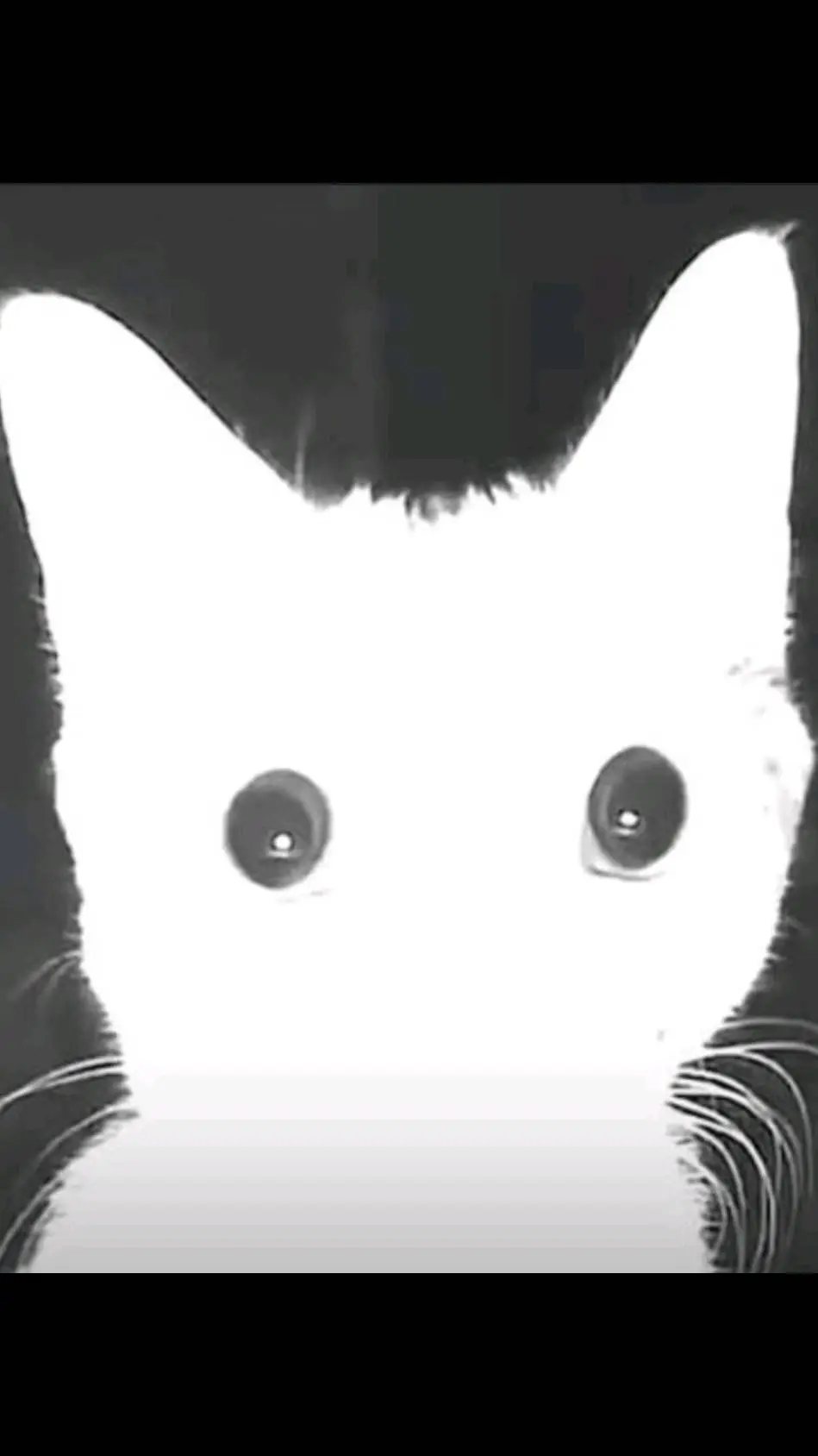 ai character: Some cat  background