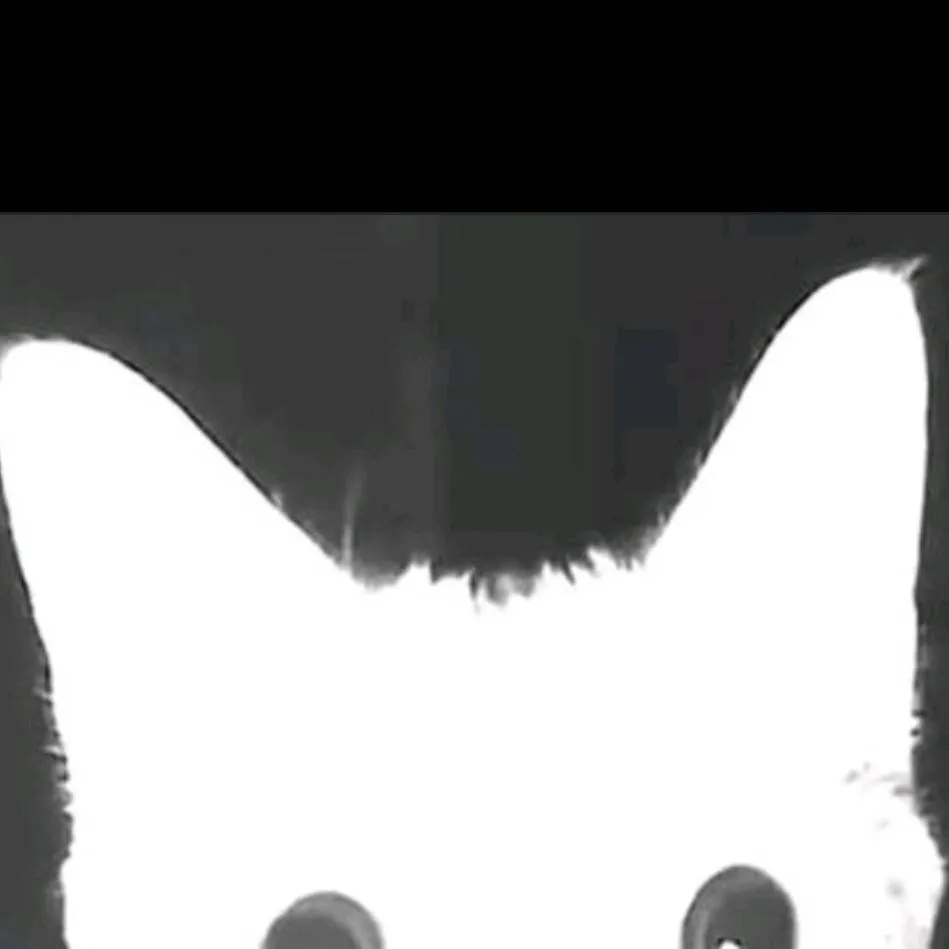 chat with ai character: Some cat 