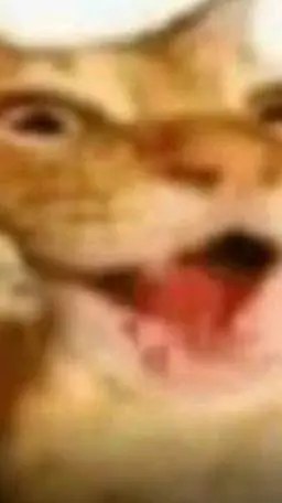 ai character: el gato del meme  background