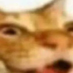 chat with ai character: el gato del meme 