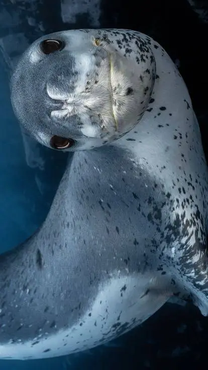 ai character: Leopold Seal (Leo) background
