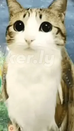 ai character: meawl background