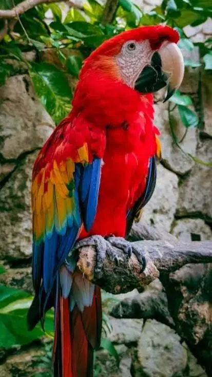 ai character: Parrot  background