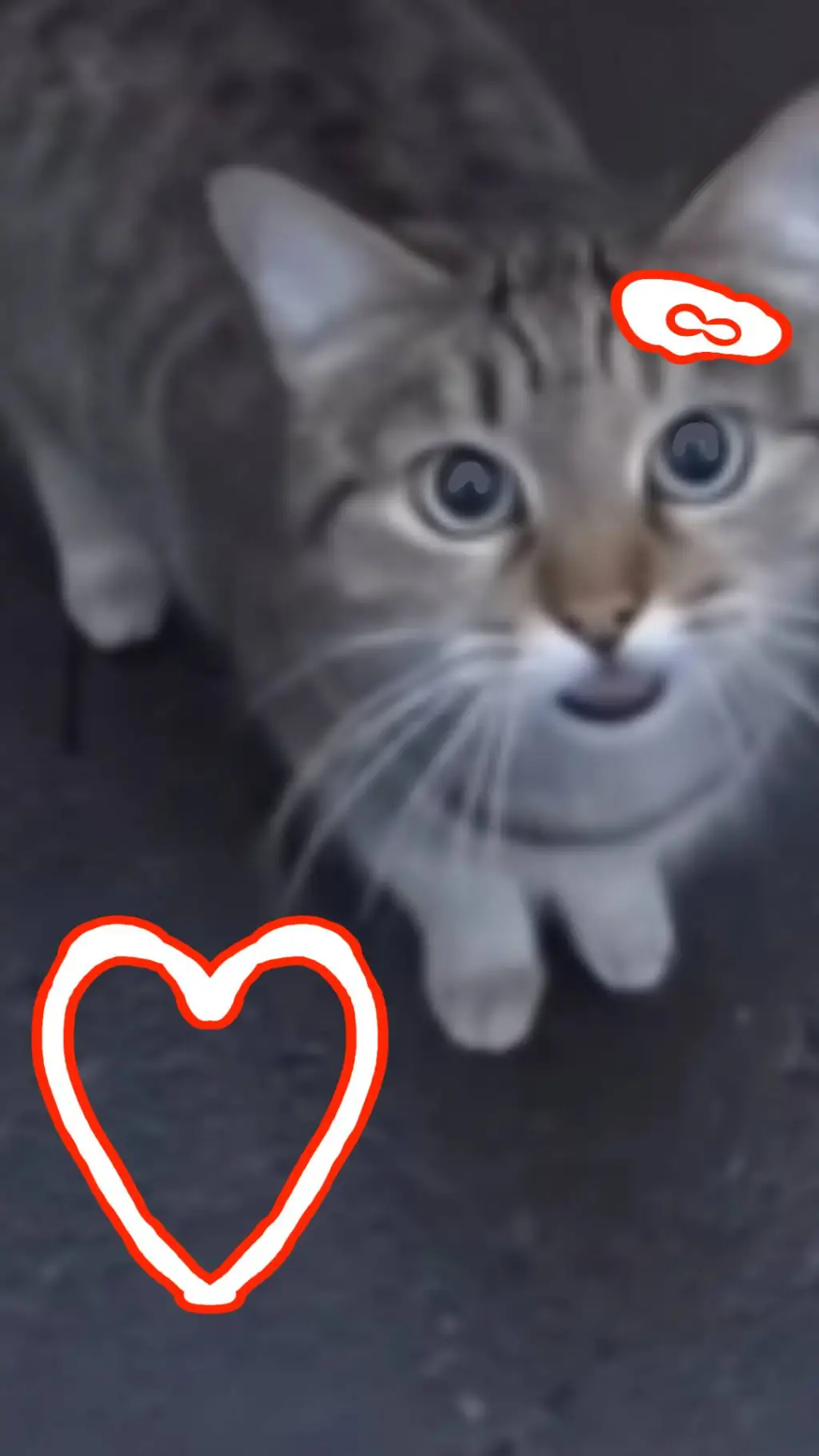 ai character: Cat POV meme🎀 background