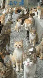 ai character: Aoshima Island background