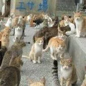 chat with ai character: Aoshima Island