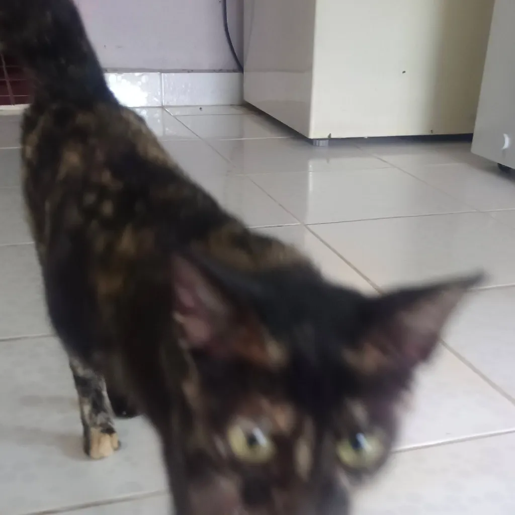 chat with ai character: pet story