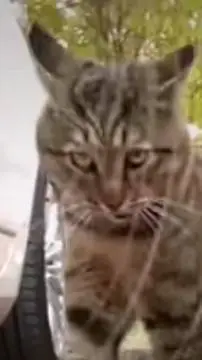 ai character: Pursuer background