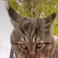 chat with ai character: Pursuer