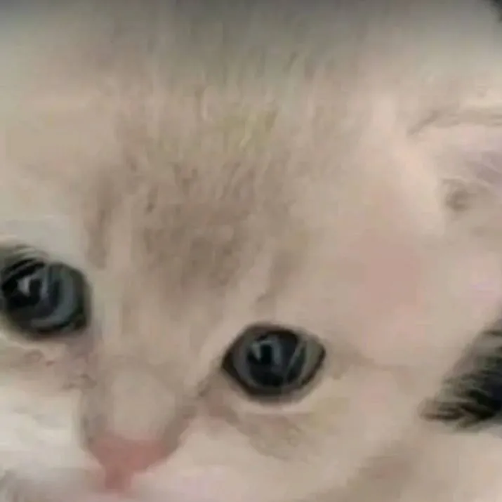 chat with ai character: tu gatita Mina ♡