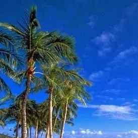 chat with ai character: rink o mania 🛼